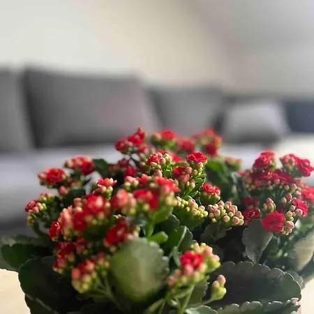 Lejlighed Ubytovanie Pod Tatrami *